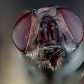 Fliegenaugen