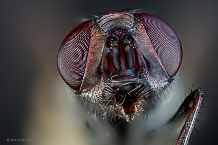 Fliegenaugen