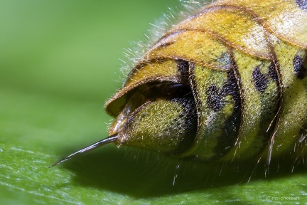 Stachel von Wespe