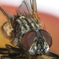 Fliege