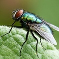 Metalic Fliege