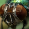 Fliegenkopf