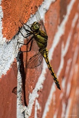 Gemeine Heidelibelle