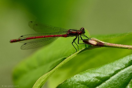Späte Adonislibelle