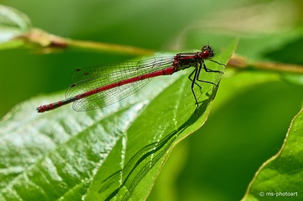 Späte Adonislibelle