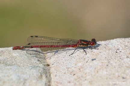 Späte Adonislibelle