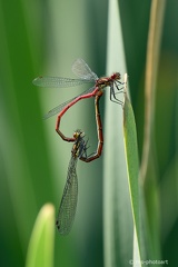 Späte Adonislibelle