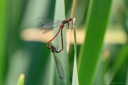 Späte Adonislibelle