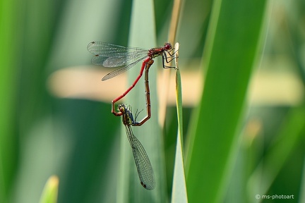 Späte Adonislibelle