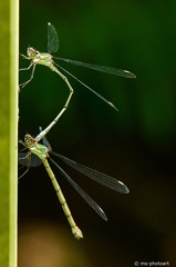 Kleine Pechlibelle