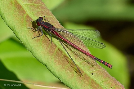 Späte Adonislibelle