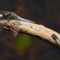Großer Blaupfeil und Azurjungfer