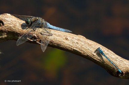 Großer Blaupfeil und Azurjungfer