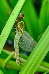 Frühe Adonislibelle