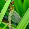 Frühe Adonislibelle