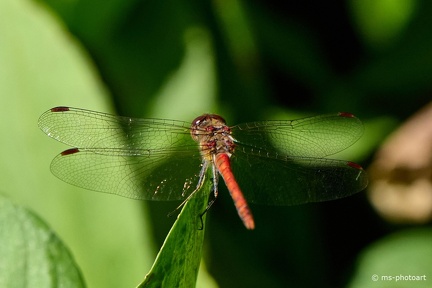 Frühe Adonislibelle