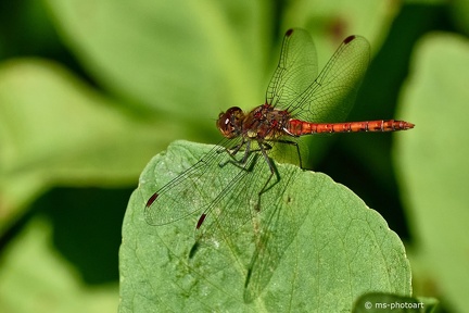 Frühe Adonislibelle