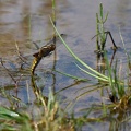 Großer Blaupfeil
