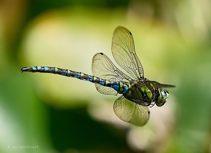 Große Königslibelle