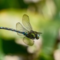 Große Königslibelle