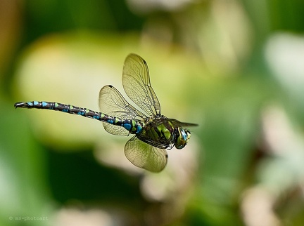 Große Königslibelle