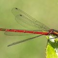 Frühe Adonislibelle