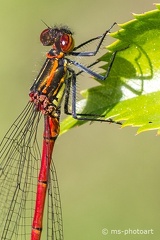 Frühe Adonislibelle
