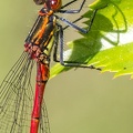 Frühe Adonislibelle