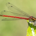Frühe Adonislibelle