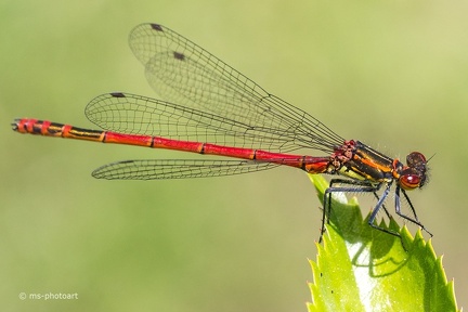 Frühe Adonislibelle