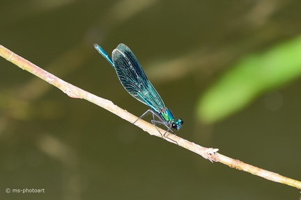 Blauflügel-Prachtlibelle