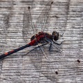 Blutrote Heidelibelle