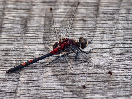 Blutrote Heidelibelle