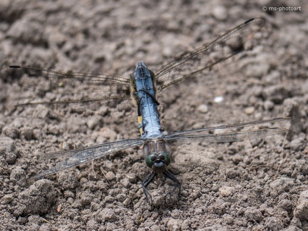 Großer Blaupfeil Paarung