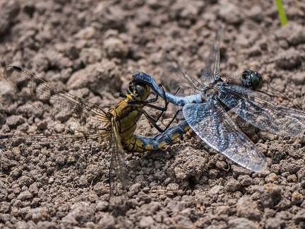 Großer Blaupfeil Paarung