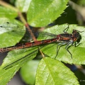Frühe Adonislibelle