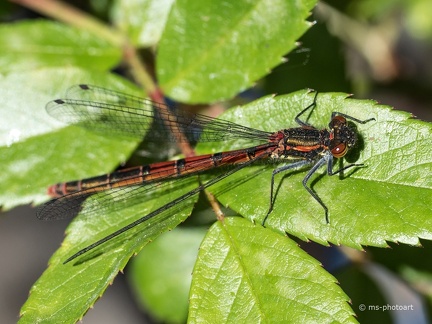 Frühe Adonislibelle