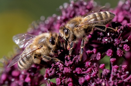 Bienenduo