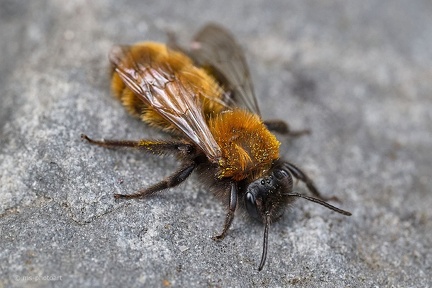Rotpelzige Sandbiene
