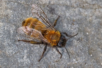 Rotpelzige Sandbiene