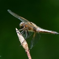 Vierecklibelle