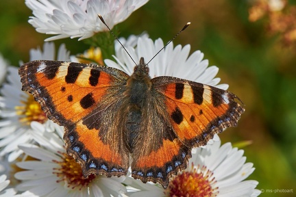 Großer Fuchs