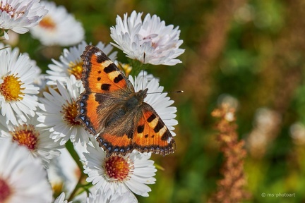 Großer Fuchs