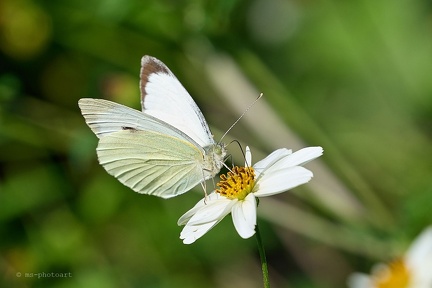 Großer Kohlweißling