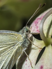 Großer Kohlweißling