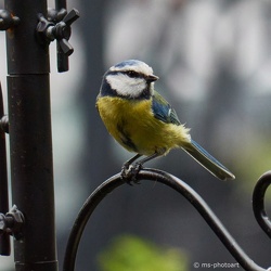 Blau- und Kohlmeisen