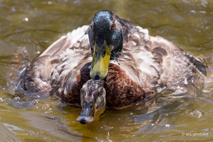 Stockente