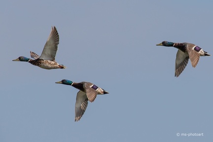 Stockente
