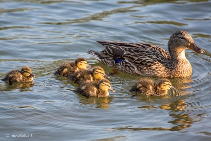 Stockente