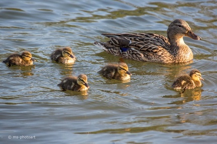 Stockente